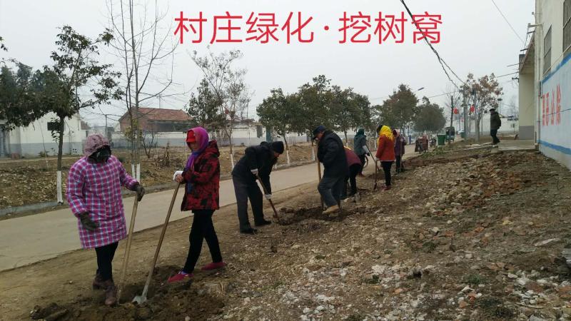 中共新沂市棋盘镇委员会-党组织风采